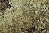 Flavoparmelia baltimorensis image