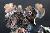 Flavoparmelia baltimorensis image