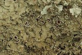 Flavoparmelia baltimorensis image