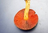 Cortinarius semisanguineus image