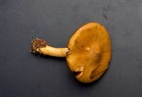 Cortinarius semisanguineus image