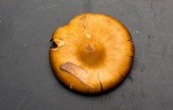 Cortinarius semisanguineus image