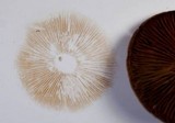 Cortinarius semisanguineus image