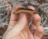 Hexagonia hydnoides image