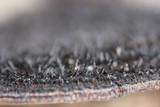 Hexagonia hydnoides image