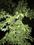 Fusicolla merismoides image