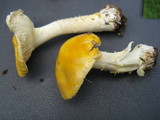 Amanita flavorubens image