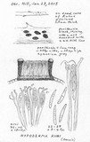 Hypoderma rubi image