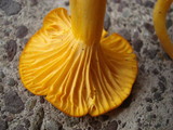 Cantharellus minor image