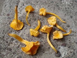 Cantharellus minor image