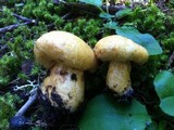 Lactarius repraesentaneus image