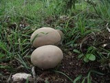 Lycoperdon molle image