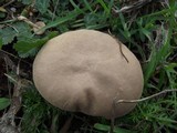 Lycoperdon molle image