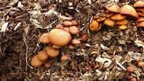 Gymnopilus thiersii image