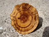 Coltricia cinnamomea image