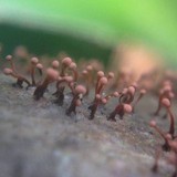 Tubercularia lateritia image