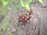 Ascocoryne trichophora image