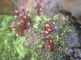 Ascocoryne trichophora image