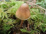 Galerina pumila image