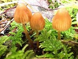 Galerina pumila image