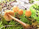 Galerina pumila image