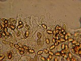 Galerina pumila image