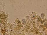 Galerina pumila image
