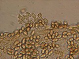 Galerina pumila image