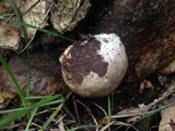 Reticularia lycoperdon image