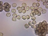 Reticularia lycoperdon image