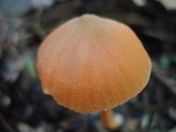 Entoloma salmoneum image