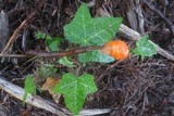 Fusicolla merismoides image