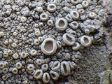 Ochrolechia parella image