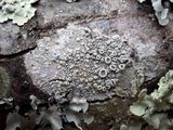 Ochrolechia parella image