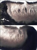 Ochrolechia parella image