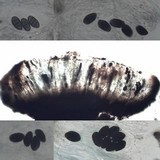 Rhizocarpon lecanorinum image