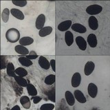 Rhizocarpon lecanorinum image
