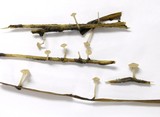 Cudoniella clavus image