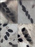 Rhizocarpon lecanorinum image