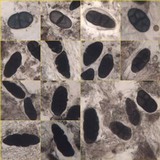 Rhizocarpon lecanorinum image