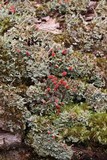 Cladonia didyma image
