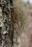 Usnea pensylvanica image