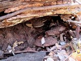 Ganoderma lobatum image