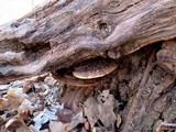 Ganoderma lobatum image