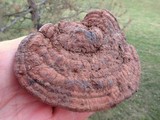 Ganoderma lobatum image
