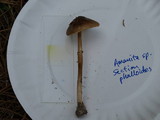 Amanita solaniolens image