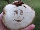 Ganoderma lobatum image