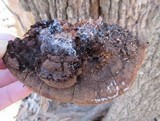 Ganoderma lobatum image