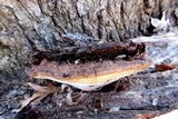 Ganoderma lobatum image