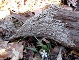 Xylobolus frustulatus image